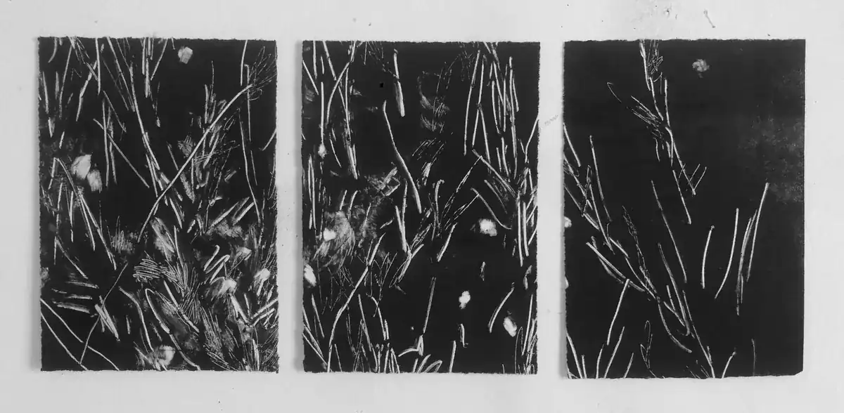 Sin título 01 de la serie Resonancias, monotipo sobre papel, 21 × 50 cm. Tres monotipos verticales en blanco y negro colgados en fila sobre una pared blanca; sobre fondo negro, líneas blancas finas y alargadas en diagonal y algunas manchas claras.
