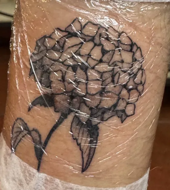 Primer plano de una hortensia recién tatuada y todavía bajo el film, en blackwork de línea gruesa y sombras grises.