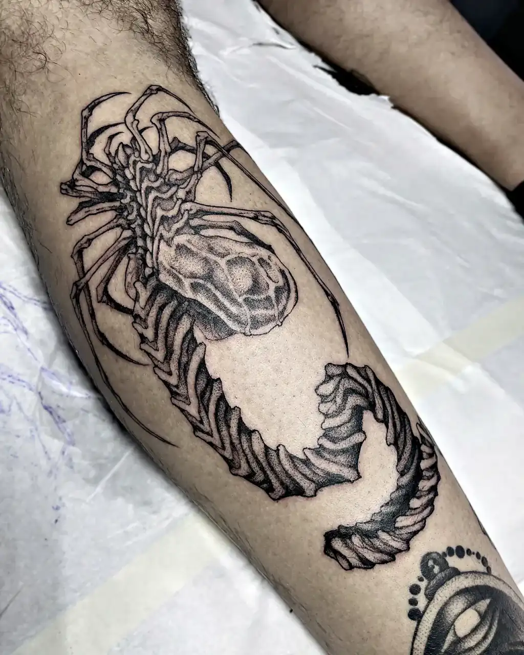 Escorpión gigante de textura fina en la espinilla.